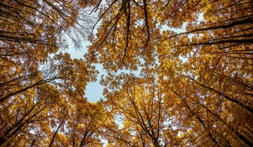Podzimní lesy kolem Javůrku